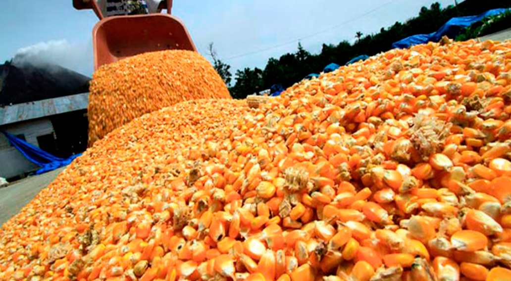 El maíz argentino consolida su liderazgo global con Asia como principal destino