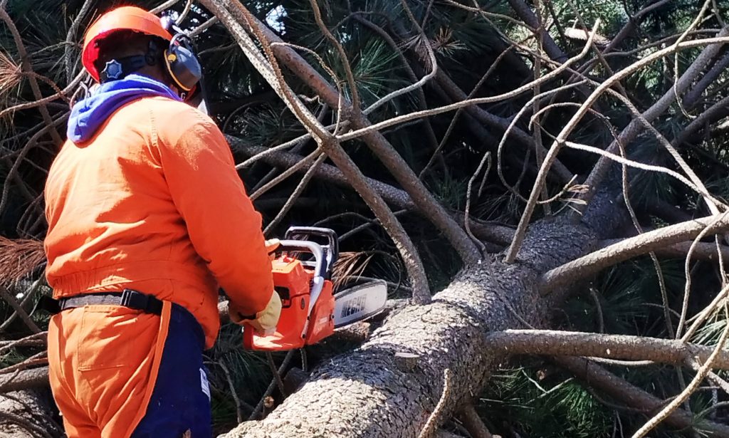 Preparan capacitación sobre uso de motosierras y tableadora para la construcción de instalaciones caprinas en Los Pirpintos