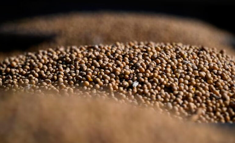 Con lo liquidado hasta octubre, 2025 ya es el tercer mejor año en aporte de dólares del agro