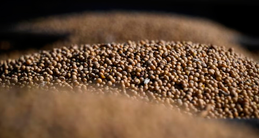 Con lo liquidado hasta octubre, 2025 ya es el tercer mejor año en aporte de dólares del agro