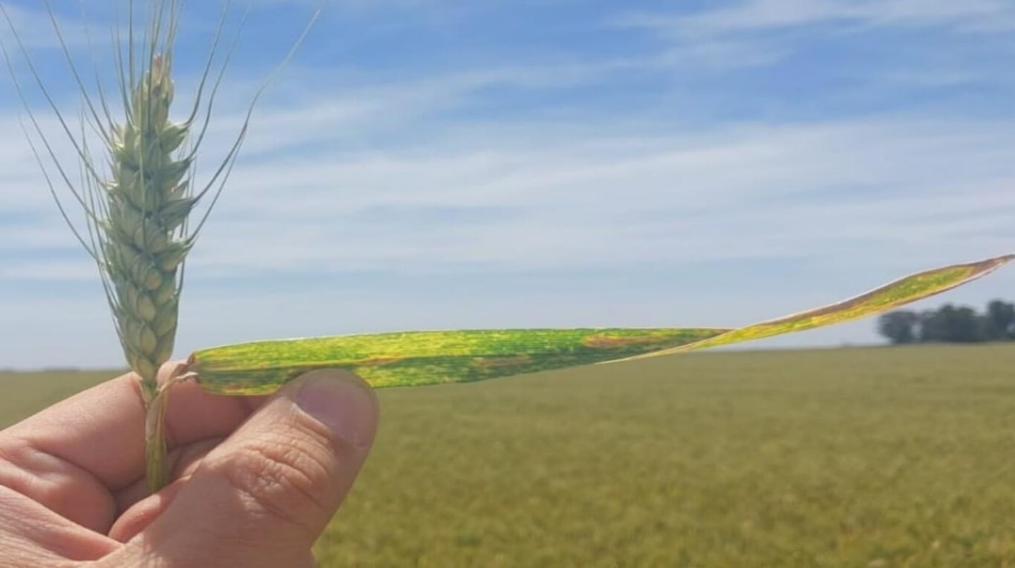 Demoras en soja y maíz, avance firme del girasol y un trigo con rindes récord en la campaña 2025/26