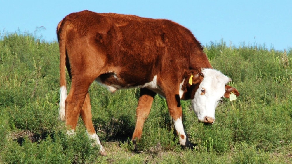 Productores analizan estrategias frente a la garrapata y la tristeza bovina