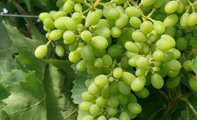 Nuevas variedades de uva de mesa impulsan la diversificación productiva en Santiago