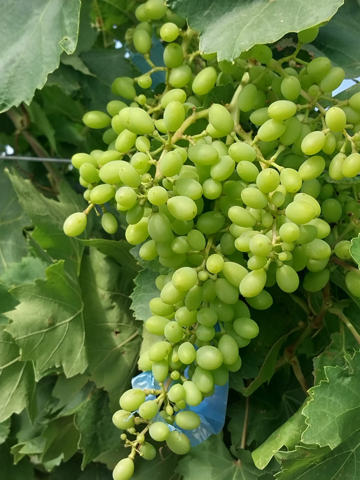 Nuevas variedades de uva de mesa impulsan la diversificación productiva en Santiago