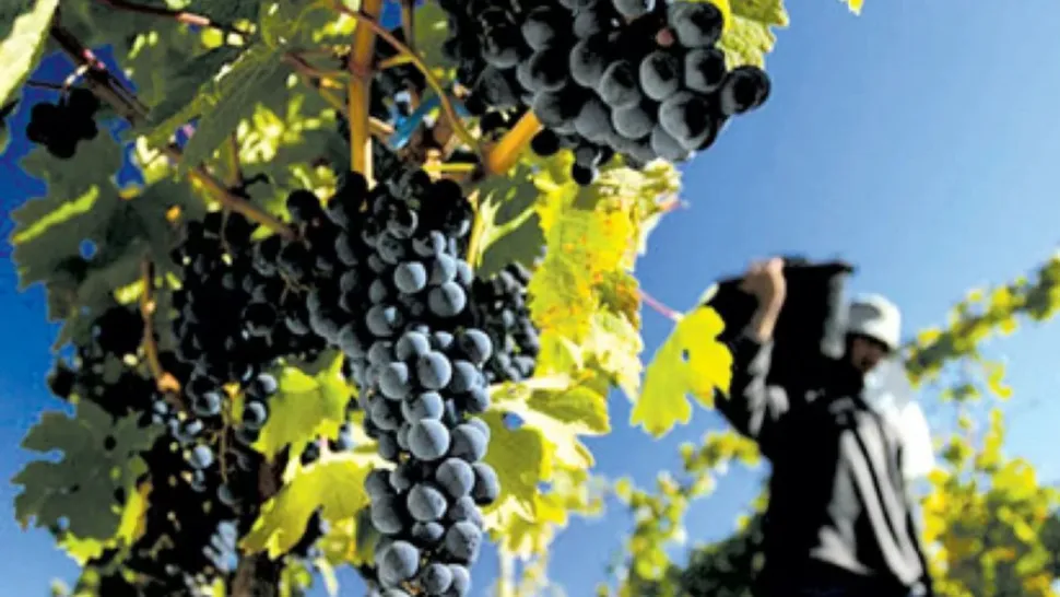Actualizan el marco regulatorio de la industria vitivinícola y eliminan más de 900 normas antiguas