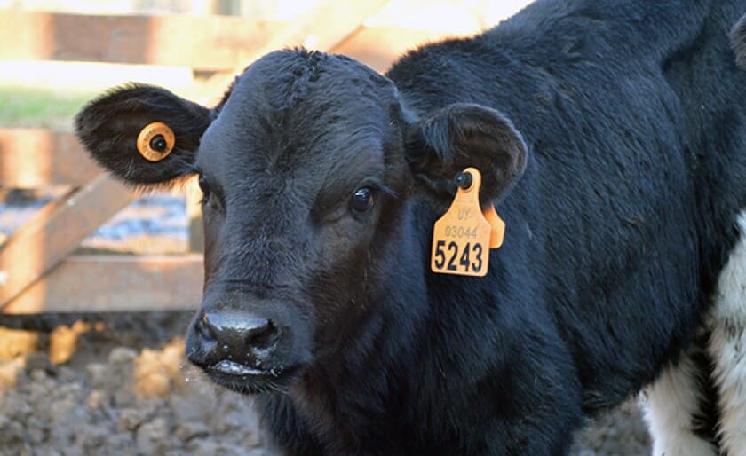Frías se prepara para el futuro ganadero con una charla sobre la nueva identificación electrónica bovina