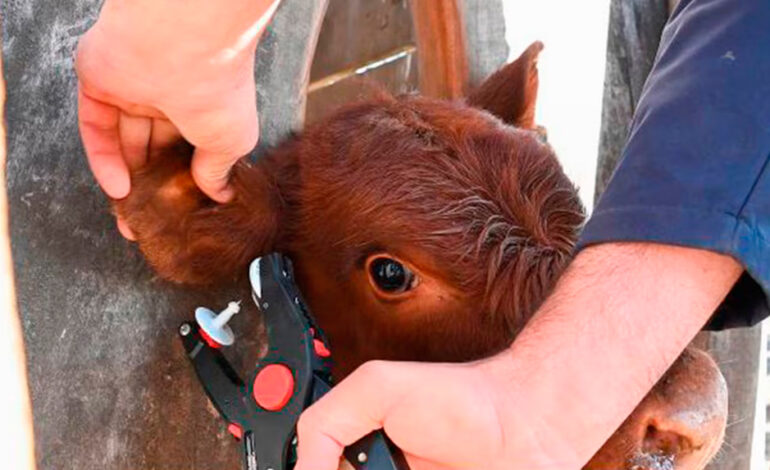 El Gobierno Nacional implementará la identificación electrónica obligatoria del ganado desde 2026