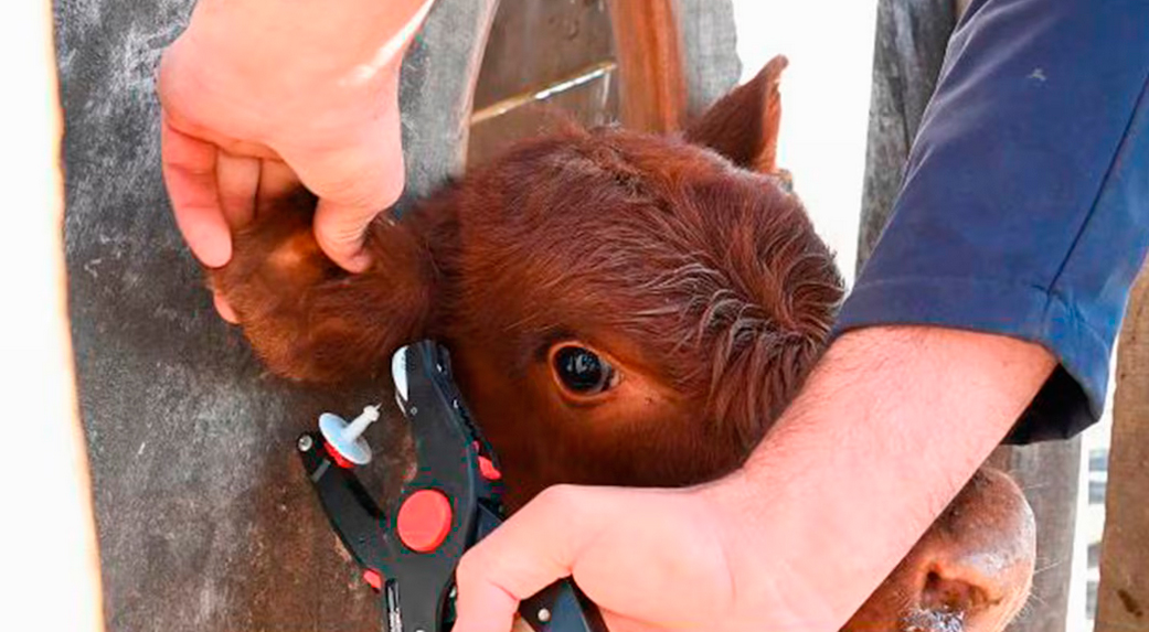 El Gobierno Nacional implementará la identificación electrónica obligatoria del ganado desde 2026