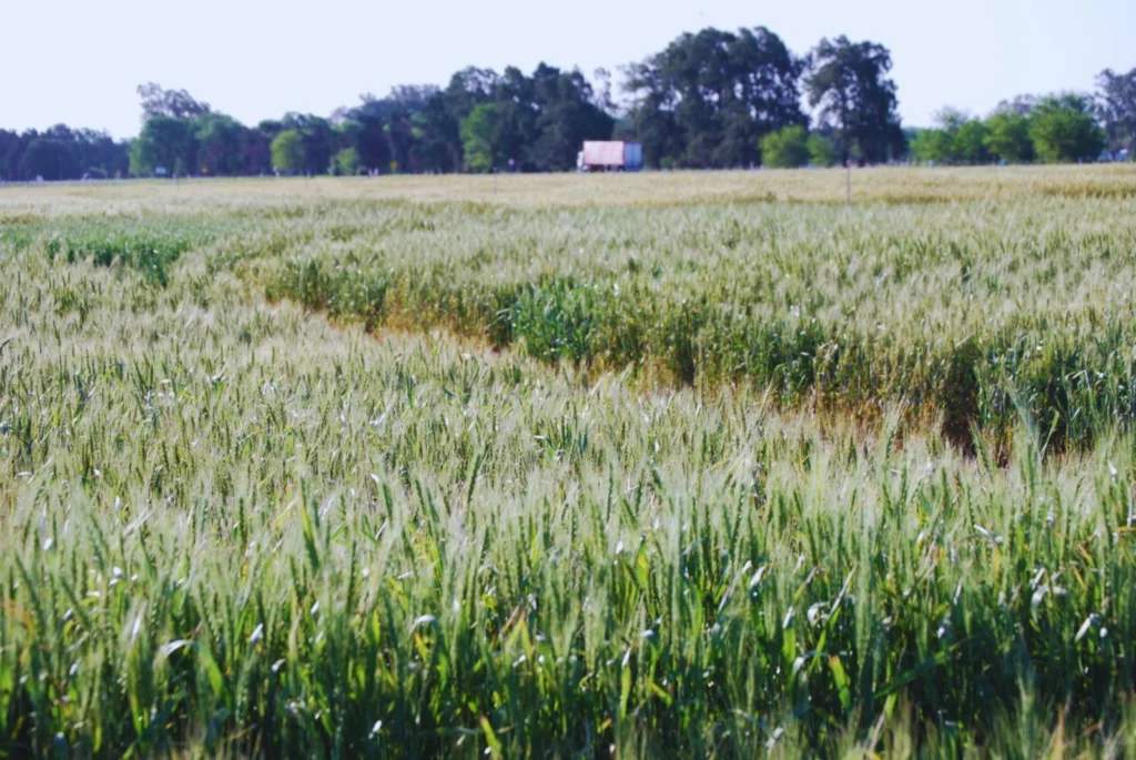 La campaña 2025/26 permitirá medir con precisión el potencial de la genética nacional de trigo