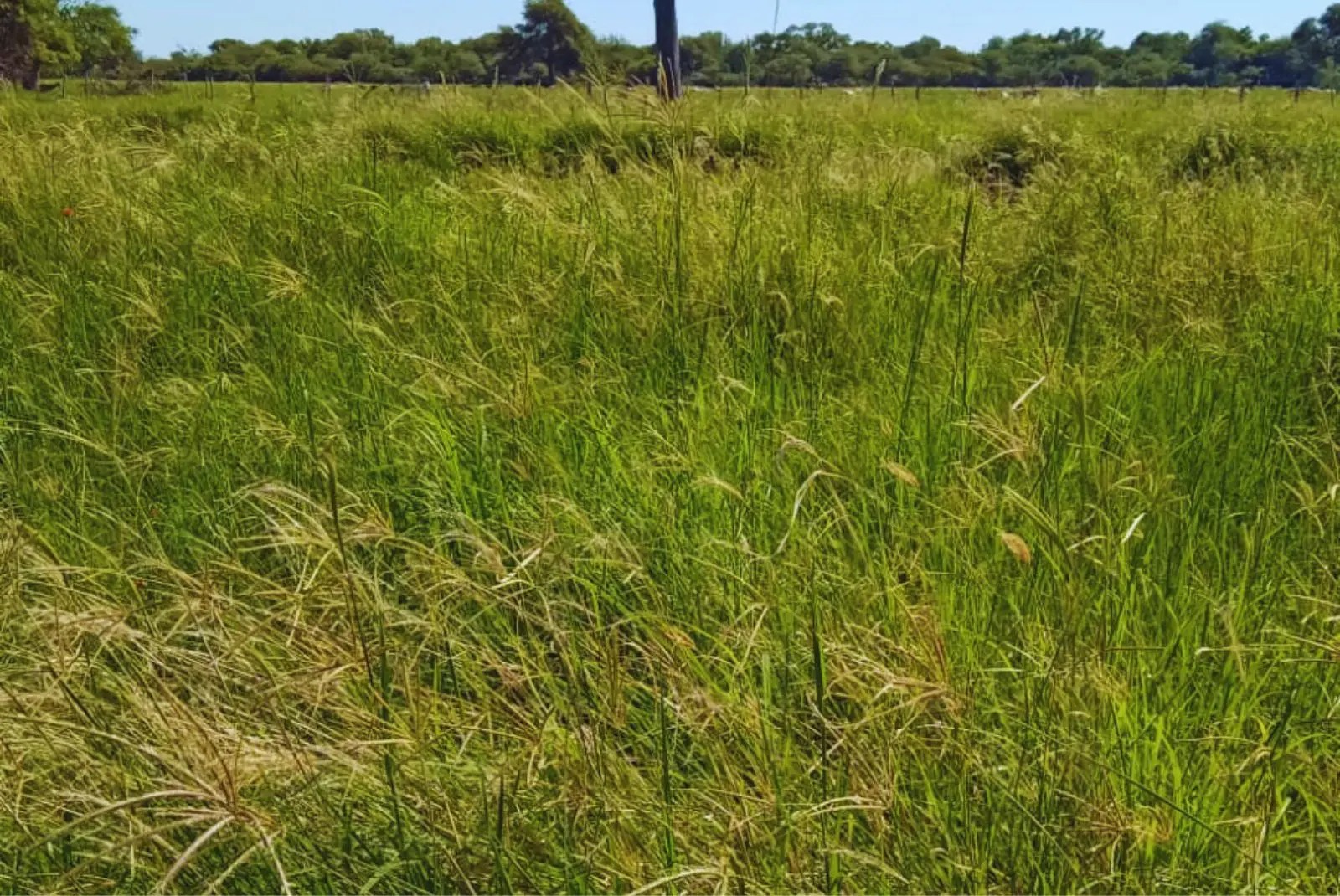 Pasturas megatérmicas: una estrategia clave para mejorar la productividad ganadera