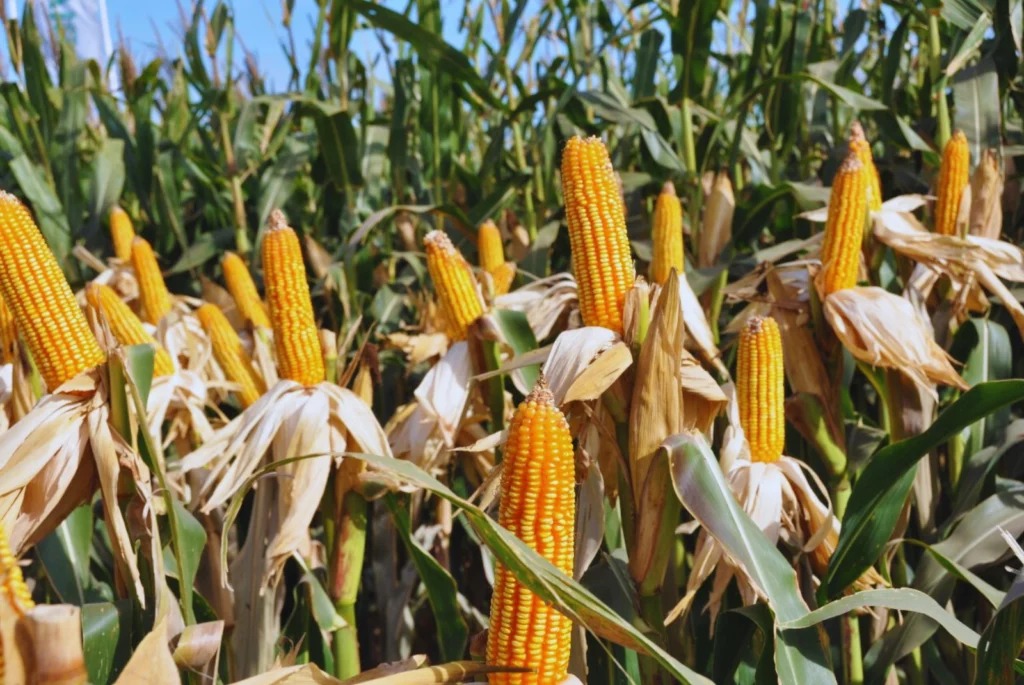 Nanofertilizantes: más rendimiento con menos nitrógeno en los cultivos