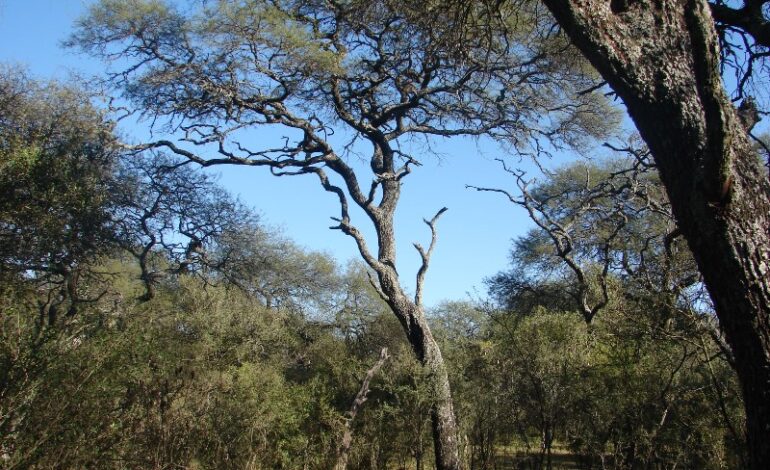 Proyecto comunitario busca la sostenibilidad del bosque nativo