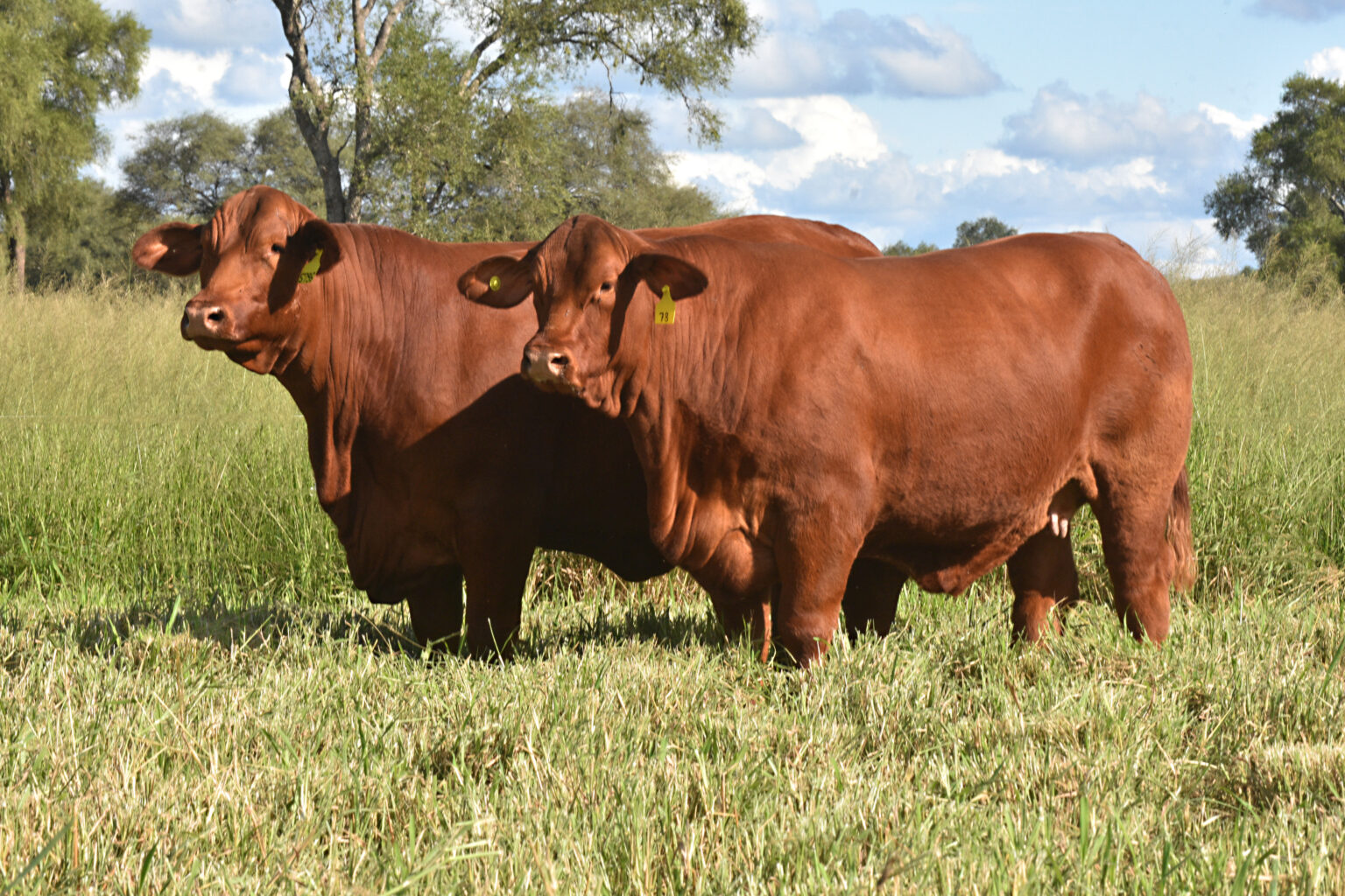 Atención ganaderos santiagueños: un nuevo programa medirá la calidad de la carne Brangus con inteligencia artificial