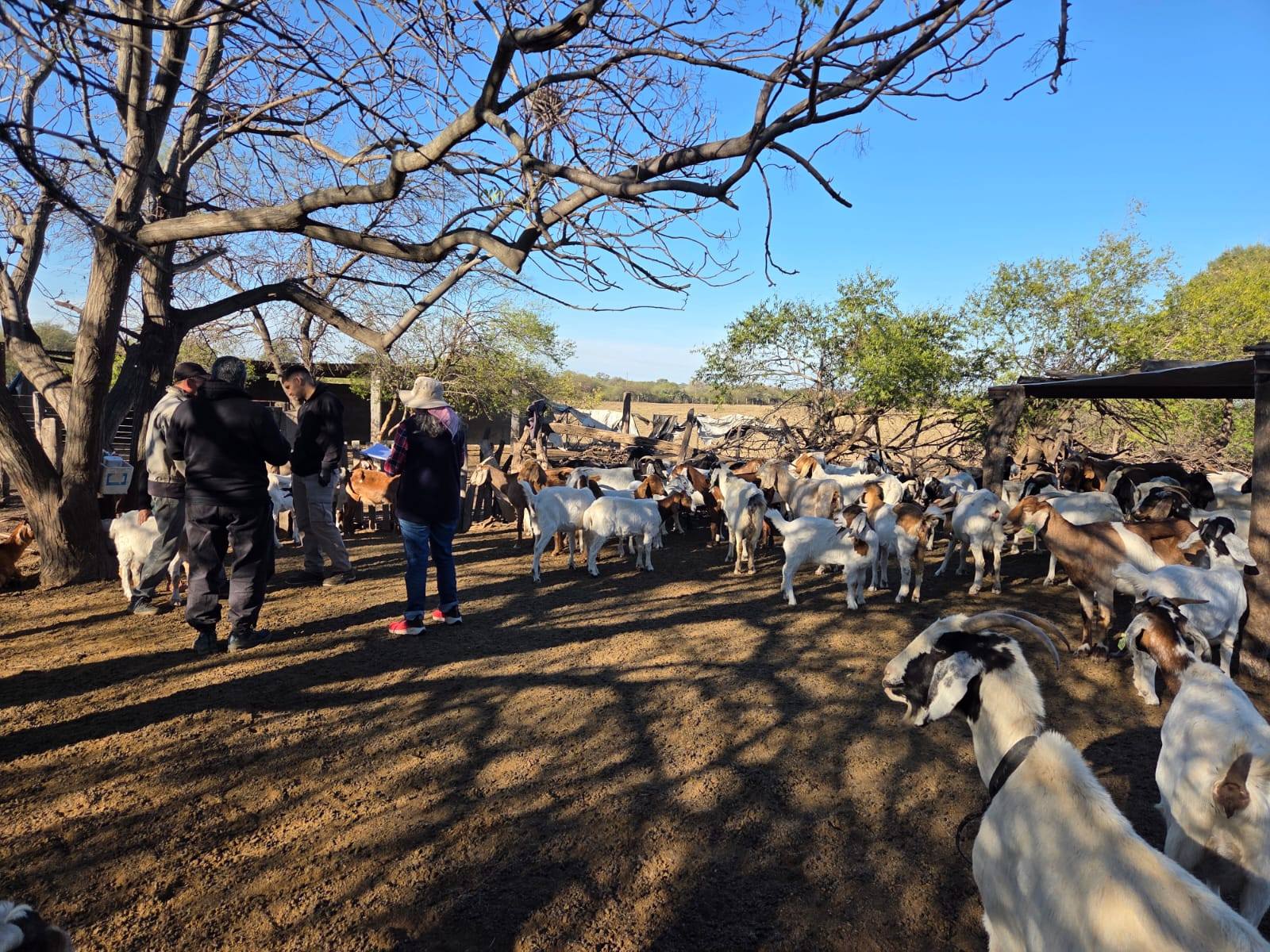 Promoción de prácticas silvopastoriles caprinas en el oeste santiagueño