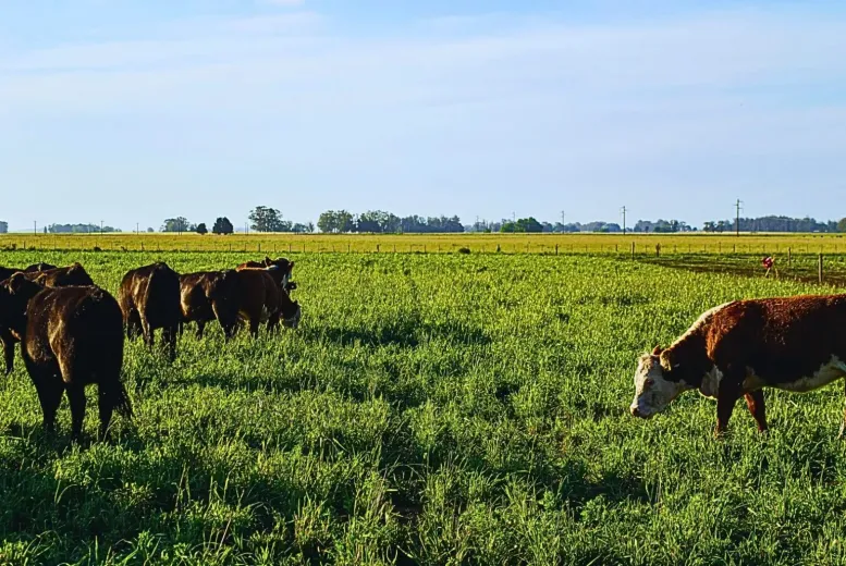Charlas técnicas en la Agencia de Extensión Rural Frías: el renoval, el carbono y la ganadería eficiente en foco