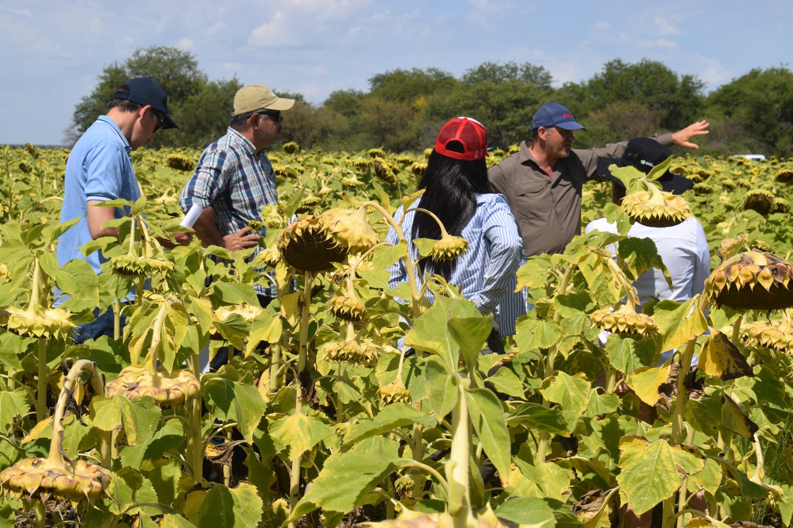 Productores y técnicos evaluaron híbridos de girasol en el este santiagueño