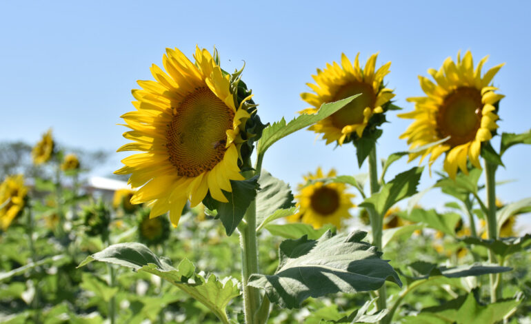 El Colorado será sede de una jornada a campo sobre cultivo de girasol