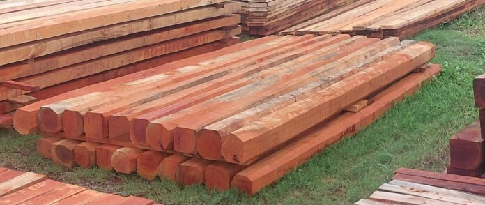 El valor en pie del quebracho colorado santiagueño: claves económicas