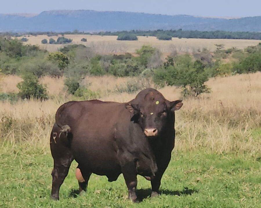 Santiago del Estero apuesta al Bonsmara: la raza africana que transforma la ganadería local
