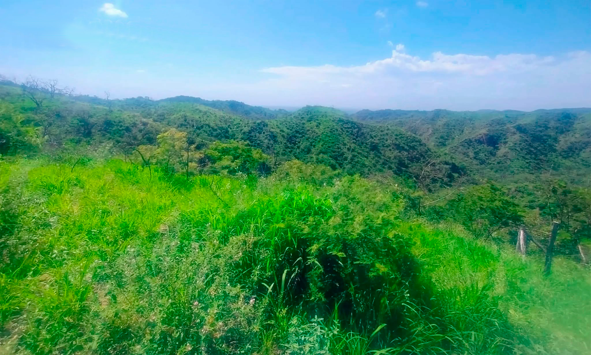 Avanza la restauración del bosque nativo en las Sierras de Guasayán tras los incendios de 2021