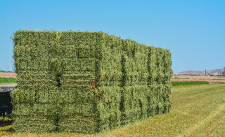 Las exportaciones de alfalfa santiagueña crecieron un 70%