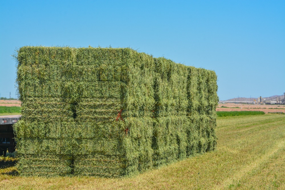 Las exportaciones de alfalfa santiagueña crecieron un 70%