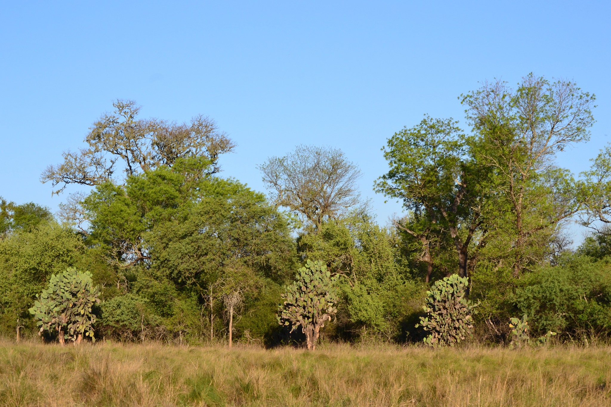 Avanza el diálogo interinstitucional para consensuar una postura provincial sobre la Ley de Bosques