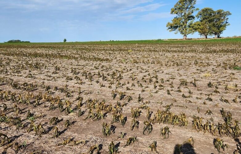 Clima extremo condiciona el inicio de la campaña agrícola