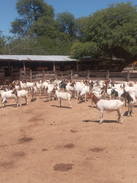 Avanzan las tareas de manejo caprino en la Cabaña Colonia Pinto