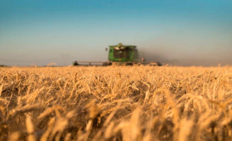 La cosecha de trigo finalizó en 27,8 millones de toneladas y es la mejor producción de la historia