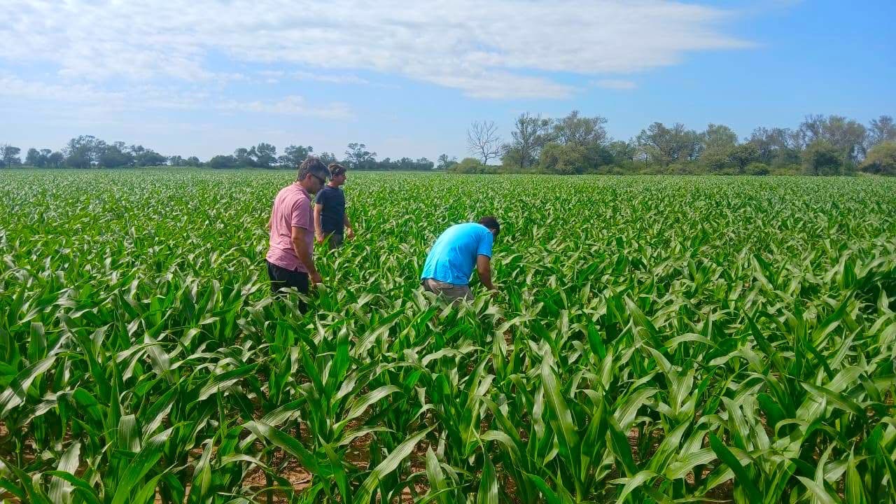 Cómo avanza la campaña de maíz frente a la chicharrita