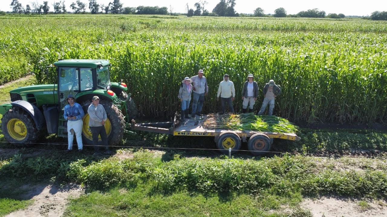 El sorgo gana protagonismo en la rotación agrícola