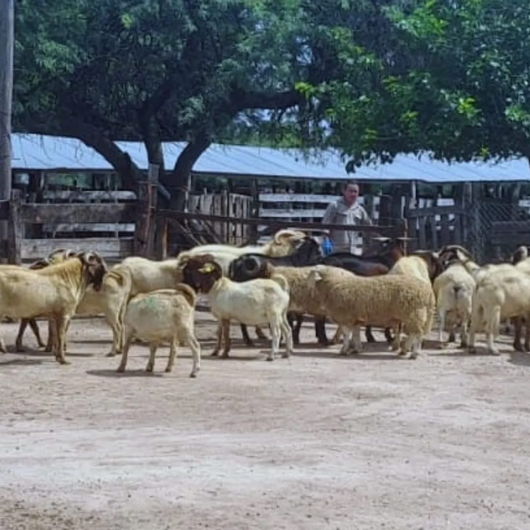 Desarrollo agropecuario en la Cabaña Caprina Colonia Pinto