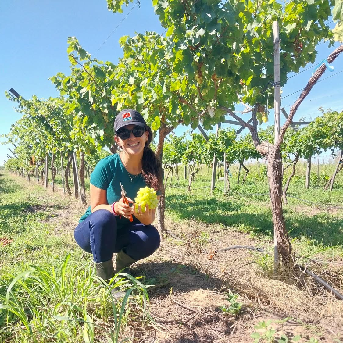 Se evalúa el potencial santiagueño como productor de uva de mesa temprana