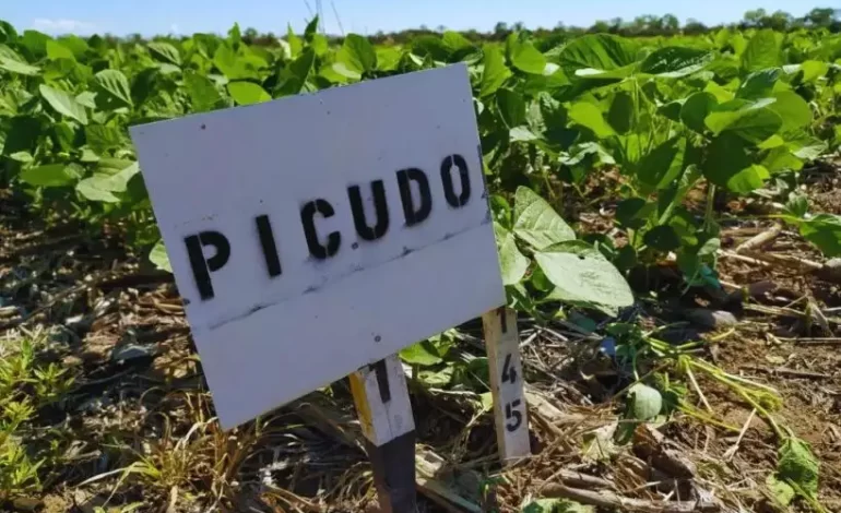 Alerta: avanza el picudo negro de la soja