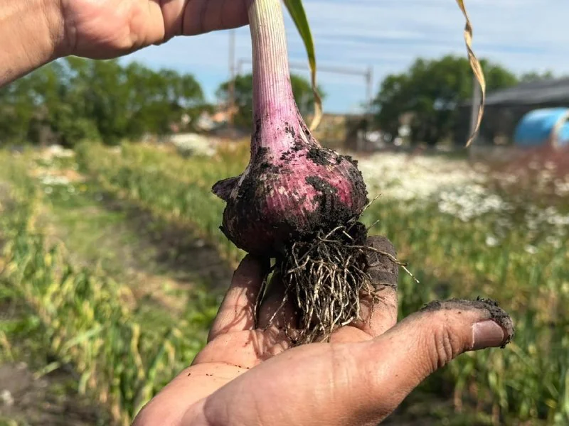 Histórico: cosechan ajos violetas por primera vez en Tierra del Fuego