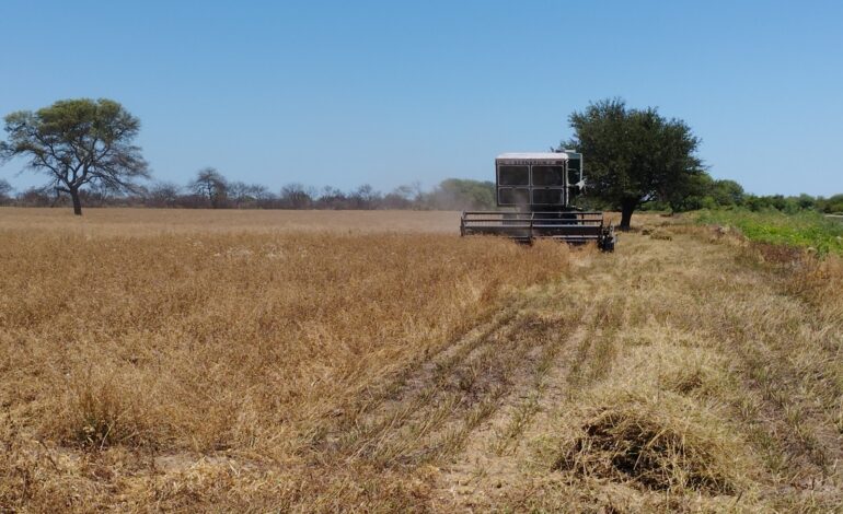 Cosecha de alfalfa en Colonia Dora: INTA destaca técnicas y rendimientos del proyecto provincial