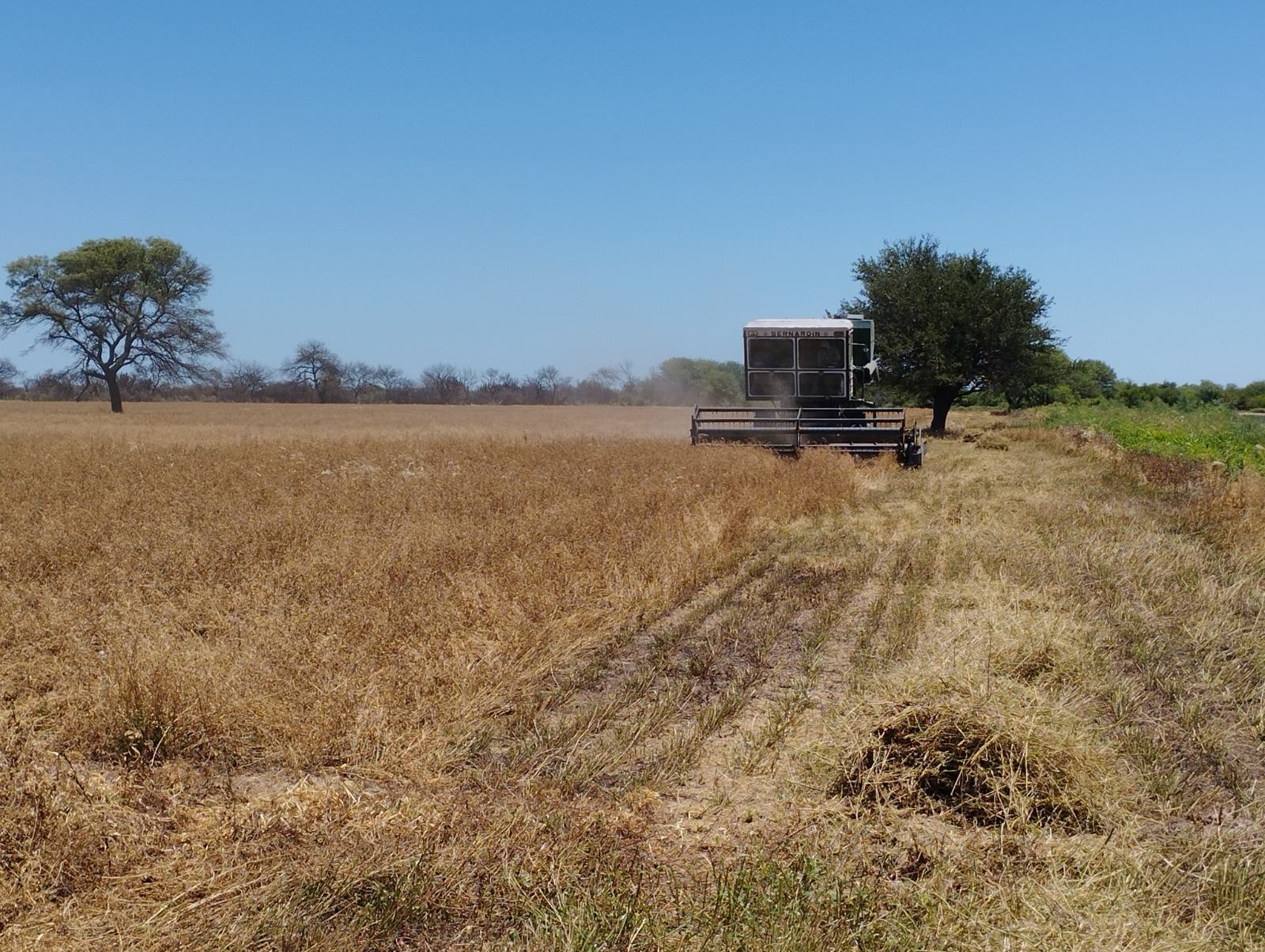 Cosecha de alfalfa en Colonia Dora: INTA destaca técnicas y rendimientos del proyecto provincial