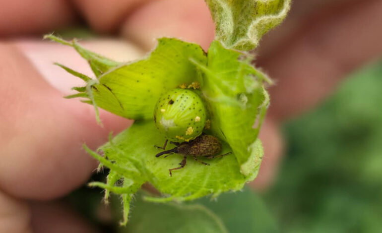 INTA Fernández detectó alta presión de plagas en cultivos de algodón durante monitoreos