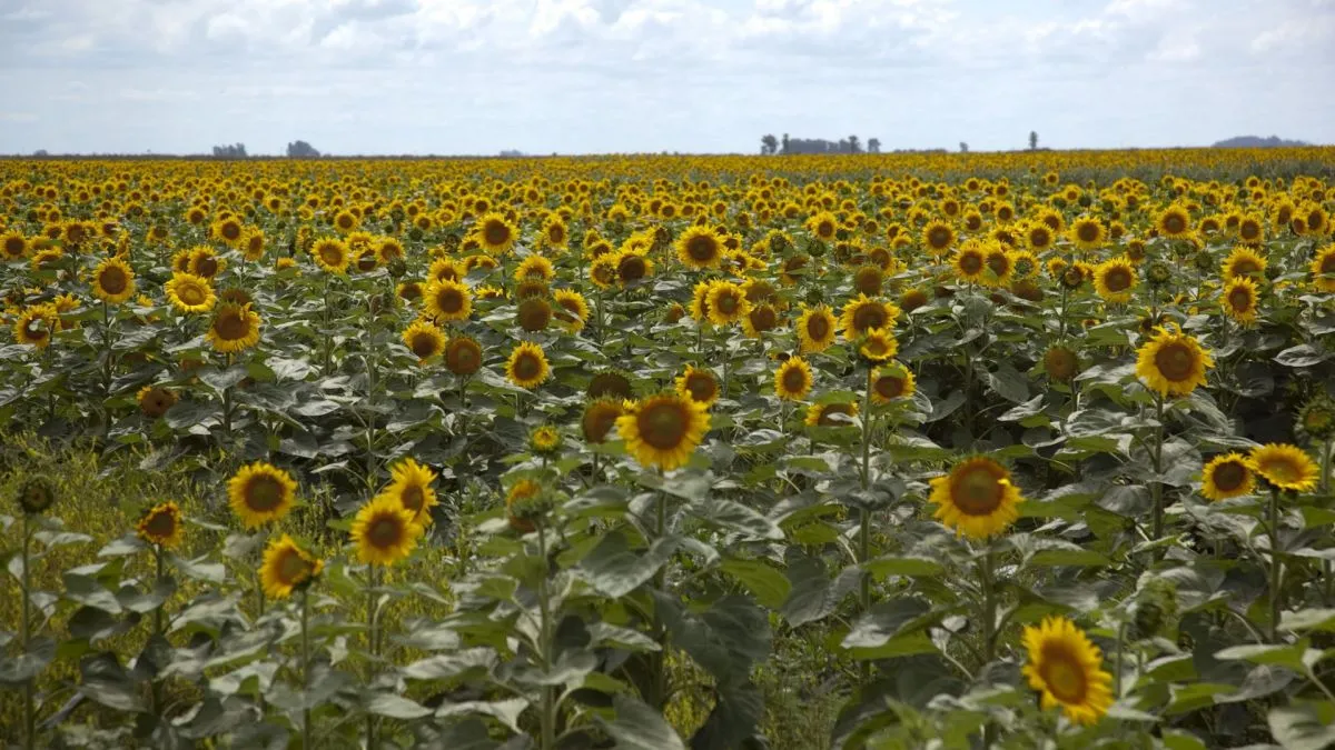 Explosión del girasol en Santiago del Estero: récord histórico con la sequía pisándole los talones