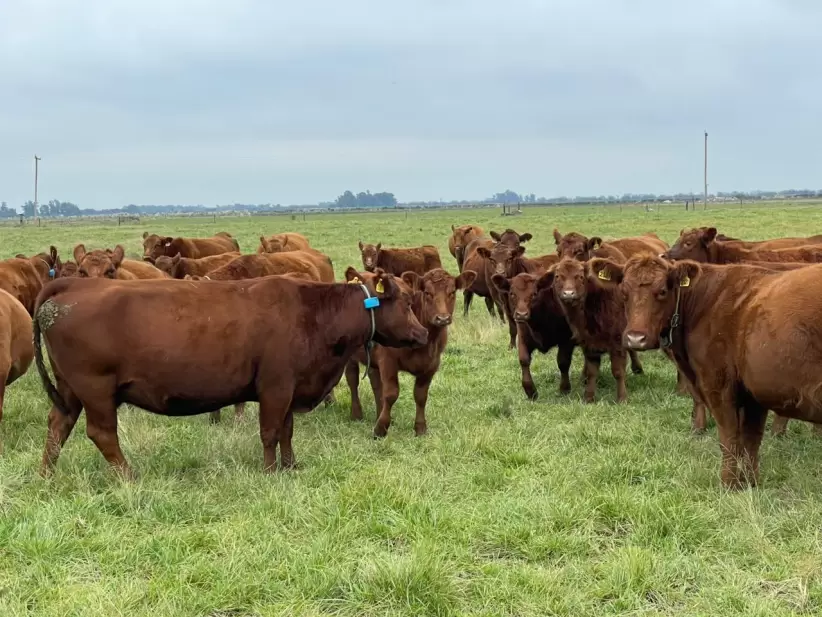 Fernández: realizan remate online de Abasto e Invernada con 800 cabezas