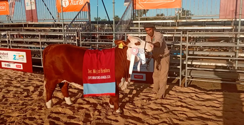 La ganadería santiagueña se luce: dos ejemplares Braford fueron campeones en la Expoagro 2026