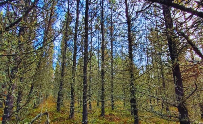Bosques más fuertes para enfrentar el estrés hídrico