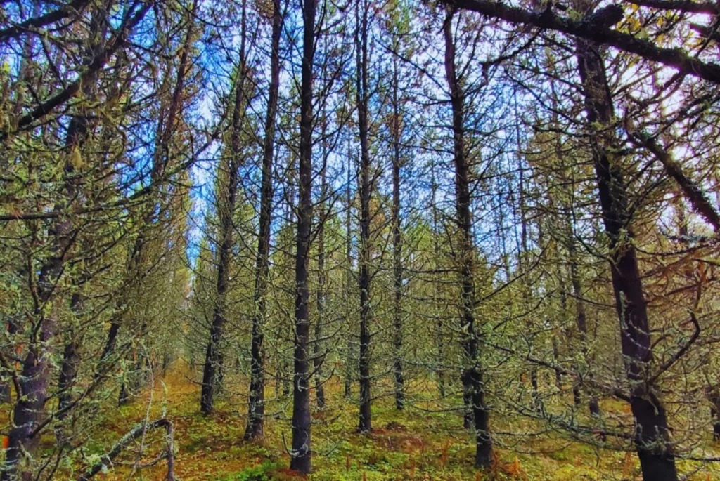 Bosques más fuertes para enfrentar el estrés hídrico