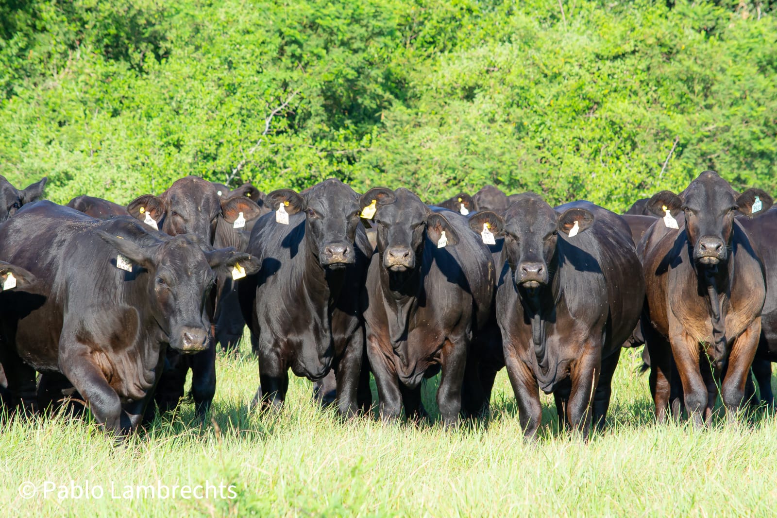 Importante remate ganadero en Fernández: saldrán a la venta 1000 cabezas