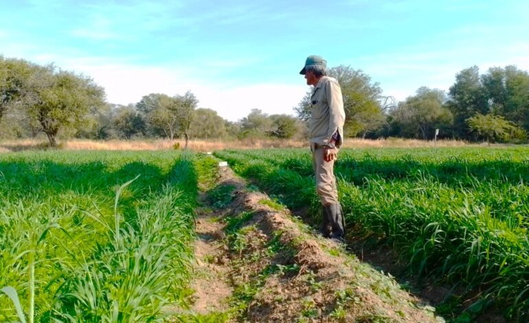 Alternativas para la conservación del forraje en Campo Gallo