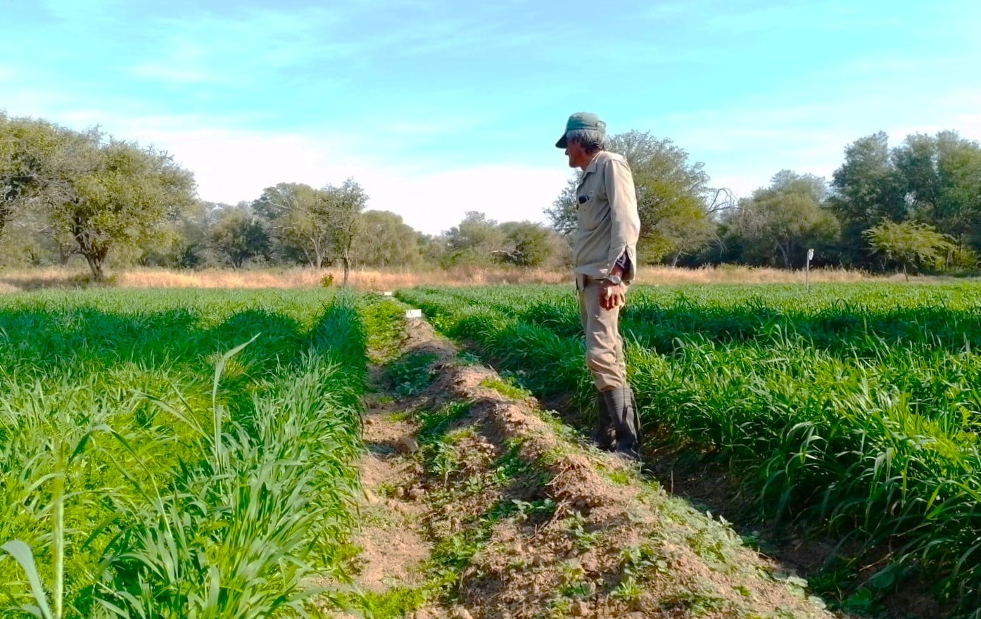 Alternativas para la conservación del forraje en Campo Gallo