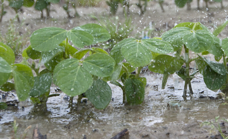 Lluvias históricas en el sudoeste santiagueño: una de las campañas más intensas de los últimos años