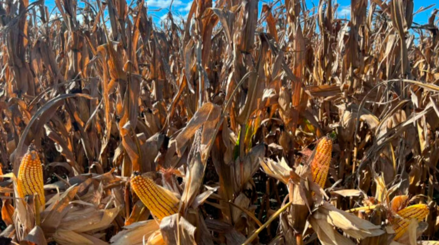 La cosecha, más cerca de la realidad: proyecciones de soja en 48,5 Mt, maíz en 57 Mt y girasol en 6,2 Mt