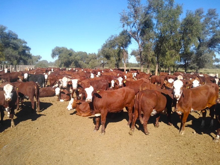 Nueva herramienta para detectar la preñez bovina en tiempo récord